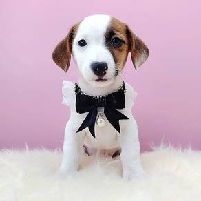 Jack Russell