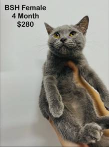 BSH Female