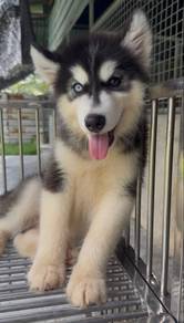 wooly husky
