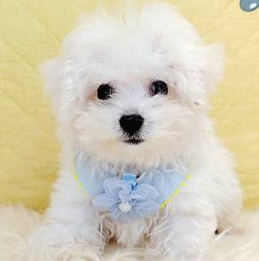 Bichon
