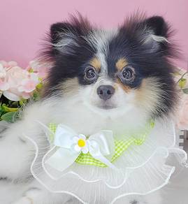 Pomeranian