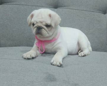 PUG PUPPIES 693 🌻 Male puppy