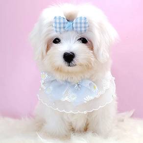 Maltese