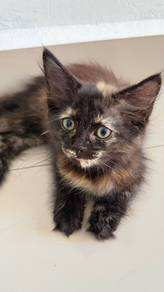 cat/ kitten