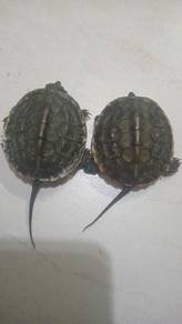 kura turtle tortoise