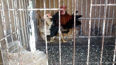 ayam serama
