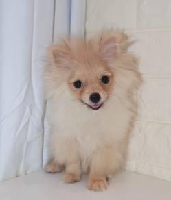 J0489 Pomeranian Plush Toy Puppy