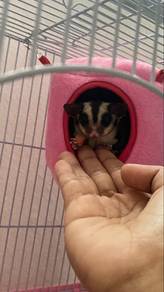 sugar glider