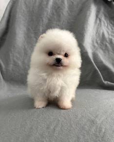 SSR_U77123 Tiny Pomeranian puppy
