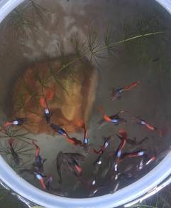 guppy Hb red rose