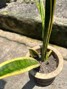 Snake Plant 虎尾兰