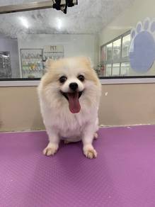 pomeranian for adoption