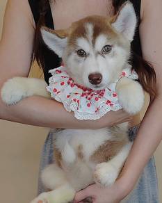 Wooly Husky