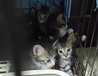 kucing 4 ekor jantan 2 betina 2