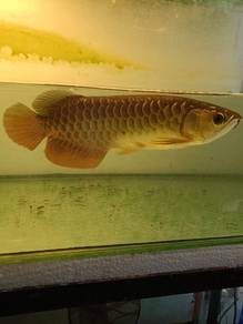 golden dragon 