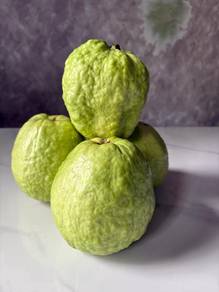 Pembekal Jambu Lohan Gred A