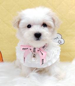 Maltipoo