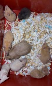Hamster Syrian
