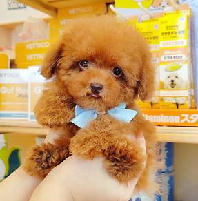 Poodle