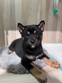 Shiba Inu dog for sale