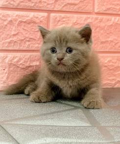 bsh female