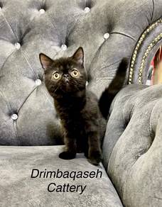 Anak kucing exotic short hair