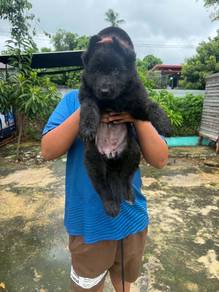 German shepherd