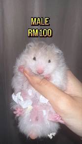 Hamster Syrian Big Bone Long Hair