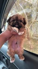 Shihtzu mix