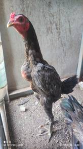 anak muda kelabu