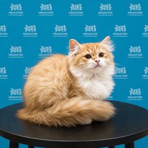 Persian x Mainecoon Cat