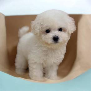 Bichon frise mka microchip