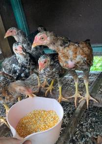 Ayam kg baka sabung