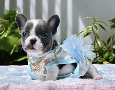 FRENCH BULLDOG PUPPIES 🌻VIP34 Girl Blue Pied