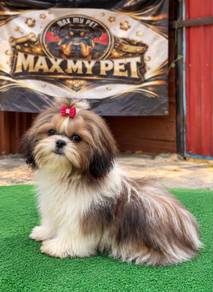 Shih tzu
