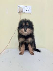 Pomeranian mix toy poodle female 3 months