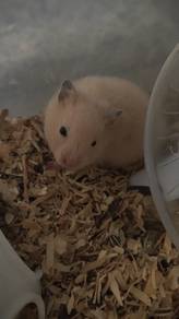 Hamster Syrian Big Bone