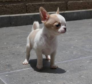 Chihuahua 20