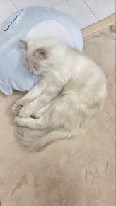 DOMESTIC LONG HAIR MALE ( white)