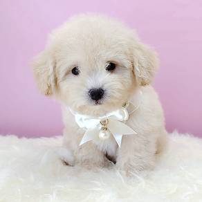 Maltipoo