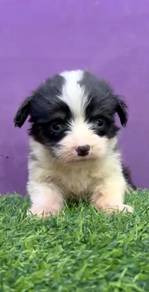 Corgi tri color long haired