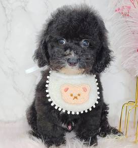 Poodle