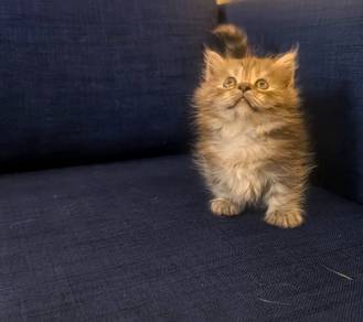 Munchkin supershort Kitten