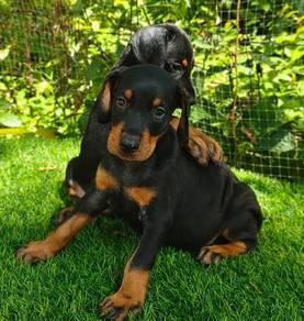 H92  DOBERMAN PUPPIES 🐻 杜賓犬 Male Female