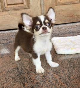 CHIHUAHUA PUPPIES VIP83🌷Head Apple Bonnie Dog Boy