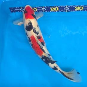 Premium Japanese Koi Fish For Sale 🐟