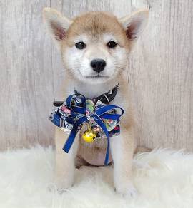 Shiba