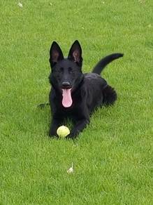 DDR (East German) bloodline black for sale