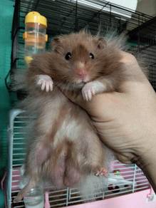 hamster bigbone 