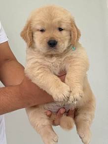 Golden retriever MKA pedigree 